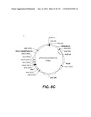 LENTIVIRAL GENE TRANSFER VECTORS AND THEIR MEDICINAL APPLICATIONS diagram and image