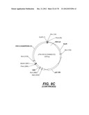 LENTIVIRAL GENE TRANSFER VECTORS AND THEIR MEDICINAL APPLICATIONS diagram and image