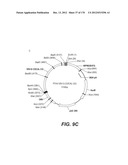 LENTIVIRAL GENE TRANSFER VECTORS AND THEIR MEDICINAL APPLICATIONS diagram and image