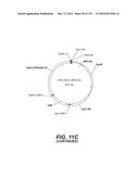 LENTIVIRAL GENE TRANSFER VECTORS AND THEIR MEDICINAL APPLICATIONS diagram and image