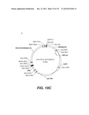 LENTIVIRAL GENE TRANSFER VECTORS AND THEIR MEDICINAL APPLICATIONS diagram and image