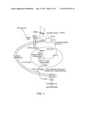 USES OF FORMULATIONS OF THYROID HORMONE ANALOGS AND NANOPARTICULATE FORMS     THEREOF TO INCREASE CHEMOSENSIVITY AND RADIOSENSITIVITY IN TUMOR OR     CANCER CELLS diagram and image