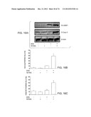 USES OF FORMULATIONS OF THYROID HORMONE ANALOGS AND NANOPARTICULATE FORMS     THEREOF TO INCREASE CHEMOSENSIVITY AND RADIOSENSITIVITY IN TUMOR OR     CANCER CELLS diagram and image