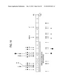 TUMOR SUPPRESSOR DESIGNATED TS10Q23.3 diagram and image