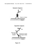 MULTIPLE REACTION MONITORING LC-MS/MS METHOD TO DETECT THERAPEUTIC     ANTIBODIES IN ANIMAL SAMPLES USING FRAMEWORK SIGNATURE PEPTIDES diagram and image