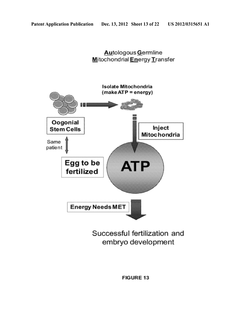 COMPOSITIONS AND METHODS FOR AUTOLOGOUS GERMLINE MITOCHONDRIAL ENERGY     TRANSFER - diagram, schematic, and image 14