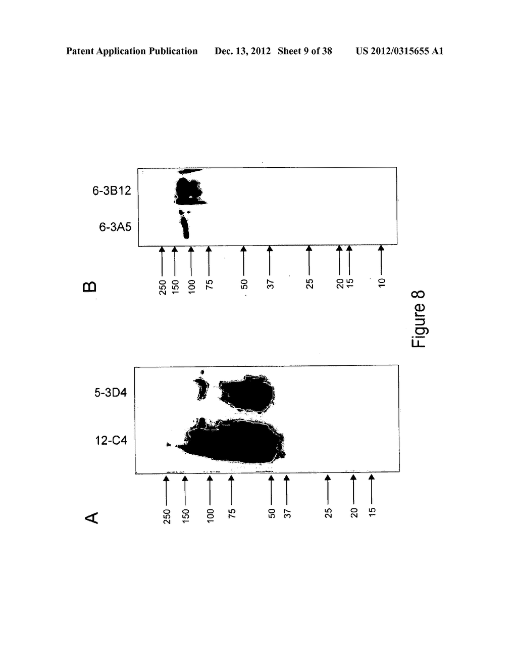 BIOMARKERS OF MUSCULOSKELETAL DISEASE - diagram, schematic, and image 10