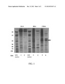 EXPRESSION MEDIA FOR PROTEINS IN YEAST SYSTEM diagram and image