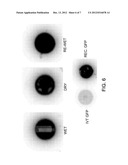 METHODS AND MATERIALS FOR PRODUCING POLYPEPTIDES IN VITRO diagram and image