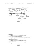 Materials and Methods for Modulating Arginine Metabolism diagram and image