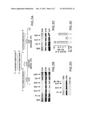 NOVEL RNAi THERAPEUTIC FOR TREATMENT OF HEPATITIS C INFECTION diagram and image