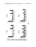 Modified INSM1-Promoter for Neuroendocrine Tumor Therapy and Diagnostics diagram and image