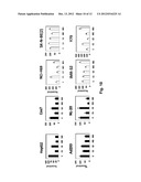 Modified INSM1-Promoter for Neuroendocrine Tumor Therapy and Diagnostics diagram and image