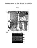 REMEDY FOR CARTILAGE-RELATED DISEASES diagram and image