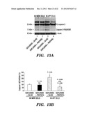 PREVENTION AND TREATMENT OF POST-OPERATIVE COGNITIVE DYSFUNCTION (POCD) diagram and image