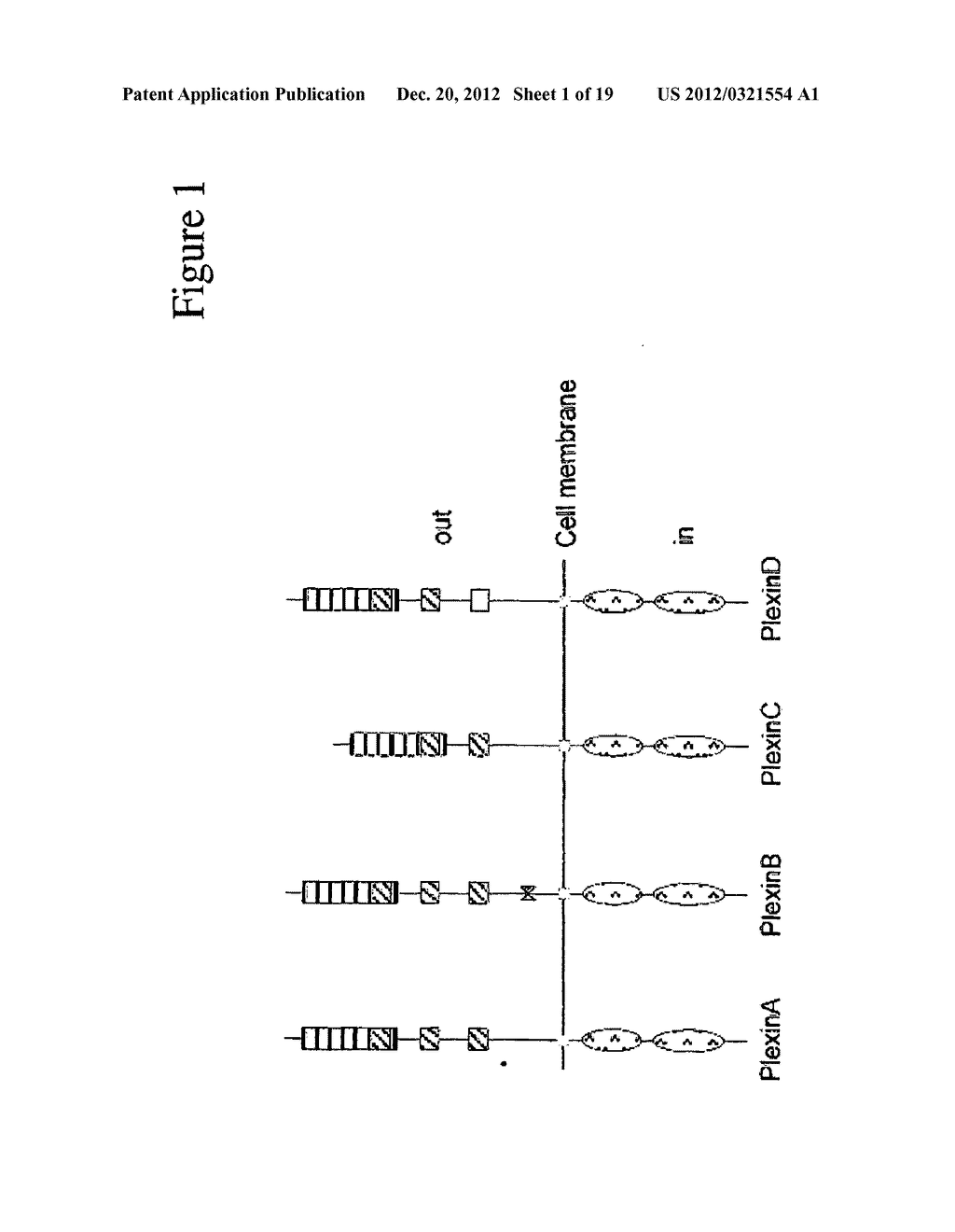 PLEXIN D1 AS A TARGET FOR TUMOR DIAGNOSIS AND THERAPY - diagram, schematic, and image 02