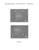 Crosslinked Hydrogels and Related Method of Preparation diagram and image