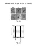 Compositions of Kinase Inhibitors and Their Use for Treatment of Cancer     and Other Diseases Related to Kinases diagram and image