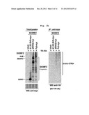 Composition Containing Inhibitors of the Expression or Activity of SH3RF2     for Preventing or Treating Cancer diagram and image