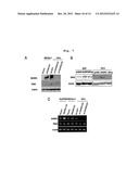 Composition Containing Inhibitors of the Expression or Activity of SH3RF2     for Preventing or Treating Cancer diagram and image