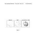 USE OF ISLET GLUCOSE-6-PHOSPHATASE RELATED PROTEIN AS A DIAGNOSTIC TOOL     AND THERAPEUTIC TARGET FOR AUTOIMMUNE DIABETES diagram and image