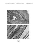 Liposome-Encapsulated Bicelles and Use Thereof in Diluted Systems diagram and image