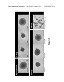 MICELLES FOR THE SOLUBILIZATION OF GOSSYPOL diagram and image