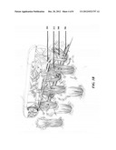 CELERY HARVESTING FOR PRE-WASHED FULL-LENGTH PETIOLES diagram and image