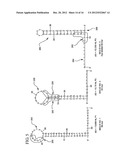 ASSAY METHOD FOR TARGET NUCLEIC ACID BY SIGNAL AMPLIFICATION USING PROBE     HYBRIDIZATION AND RESTRICTION diagram and image