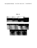 MICROCHAMBER ELECTROCHEMICAL CELL HAVING A NANOSLOT diagram and image