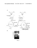 METHODS FOR DETECTION OF BOTULINUM NEUROTOXIN diagram and image