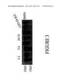 SYSTEMS AND METHODS FOR PROTEIN PRODUCTION diagram and image