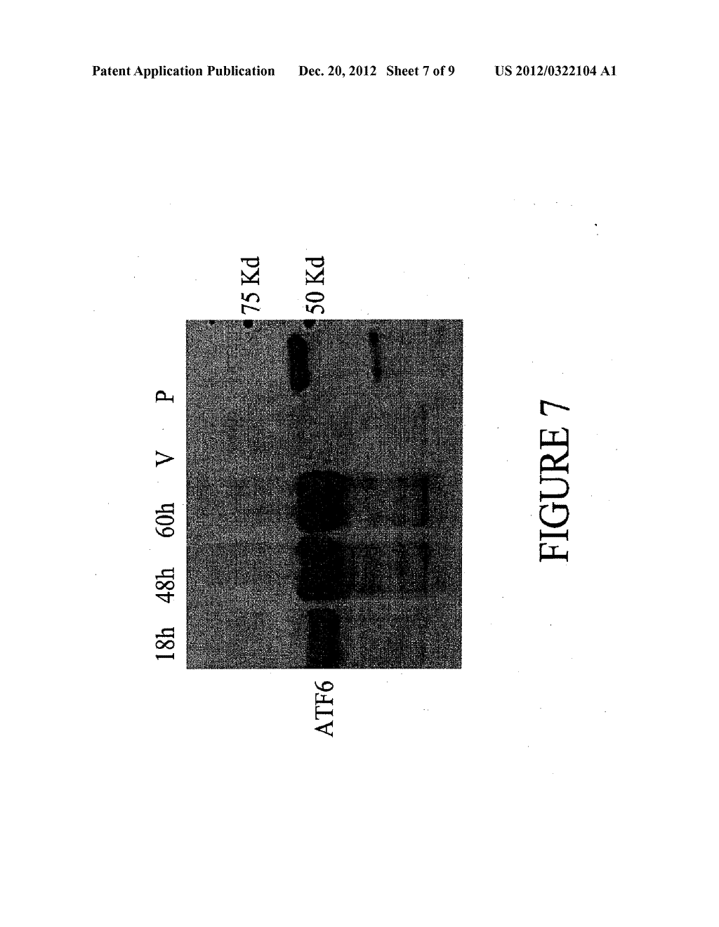 SYSTEMS AND METHODS FOR PROTEIN PRODUCTION - diagram, schematic, and image 08