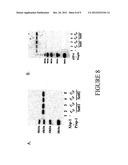 SYSTEMS AND METHODS FOR PROTEIN PRODUCTION diagram and image