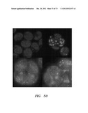 STRESS-INDUCED LIPID TRIGGER diagram and image