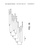 COMPOSITIONS AND METHODS FOR DETECTION OF CRONOBACTER SPP. AND CRONOBACTER     SPECIES AND STRAINS diagram and image