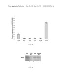 METHODS OF REDUCING VIRULENCE IN BACTERIA diagram and image