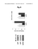 COMPOSITION CONTAINING CINCHONINE AS AN ACTIVE INGREDIENT FOR PREVENTING     AND TREATING OBESITY, DYSLIPIDEMIA, FATTY LIVER, OR INSULIN RESISTANCE     SYNDROME diagram and image