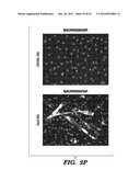 SUSTAINED POLYPEPTIDE EXPRESSION FROM SYNTHETIC, MODIFIED RNAS AND USES     THEREOF diagram and image