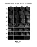 SUSTAINED POLYPEPTIDE EXPRESSION FROM SYNTHETIC, MODIFIED RNAS AND USES     THEREOF diagram and image