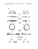 ANTI-FLT3 ANTIBODIES AND METHODS OF USING THE SAME diagram and image