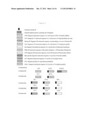 IMMUNOGENS, COMPOSITONS AND USES THEREOF, METHOD FOR PREPARING SAME diagram and image