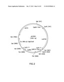 METHOD FOR INCREASING N-GLYCOSYLATION SITE OCCUPANCY ON THERAPEUTIC     GLYCOPROTEINS PRODUCED IN PICHIA PASTORIS diagram and image