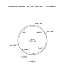 METHOD FOR INCREASING N-GLYCOSYLATION SITE OCCUPANCY ON THERAPEUTIC     GLYCOPROTEINS PRODUCED IN PICHIA PASTORIS diagram and image