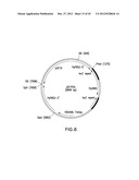 METHOD FOR INCREASING N-GLYCOSYLATION SITE OCCUPANCY ON THERAPEUTIC     GLYCOPROTEINS PRODUCED IN PICHIA PASTORIS diagram and image