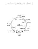 METHOD FOR INCREASING N-GLYCOSYLATION SITE OCCUPANCY ON THERAPEUTIC     GLYCOPROTEINS PRODUCED IN PICHIA PASTORIS diagram and image