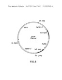 METHOD FOR INCREASING N-GLYCOSYLATION SITE OCCUPANCY ON THERAPEUTIC     GLYCOPROTEINS PRODUCED IN PICHIA PASTORIS diagram and image