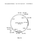 METHOD FOR INCREASING N-GLYCOSYLATION SITE OCCUPANCY ON THERAPEUTIC     GLYCOPROTEINS PRODUCED IN PICHIA PASTORIS diagram and image