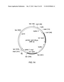 METHOD FOR INCREASING N-GLYCOSYLATION SITE OCCUPANCY ON THERAPEUTIC     GLYCOPROTEINS PRODUCED IN PICHIA PASTORIS diagram and image