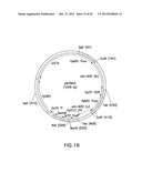 METHOD FOR INCREASING N-GLYCOSYLATION SITE OCCUPANCY ON THERAPEUTIC     GLYCOPROTEINS PRODUCED IN PICHIA PASTORIS diagram and image